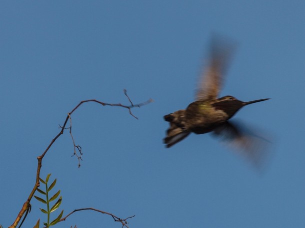 Female Anna's Hummingbird Flying Away