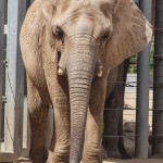 African Elephant