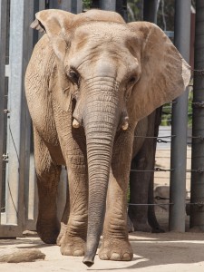 African Elephant