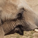 African Elephant Profile