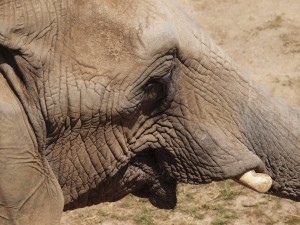 African Elephant Profile