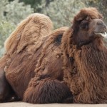 Bactrian Camel