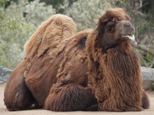 Bactrian Camel