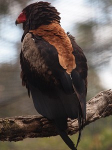 Bateleur Eagle