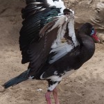 Black Spur-winged Goose (Look for the Spur by its ‘Elbow’)