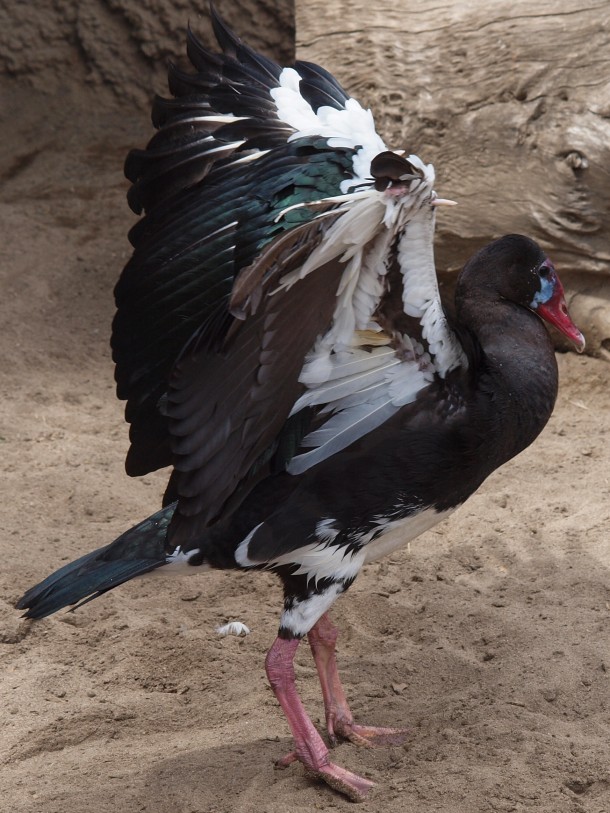Black Spur-winged Goose (Look for the Spur by its 'Elbow')