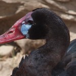 Black Spur-winged Goose