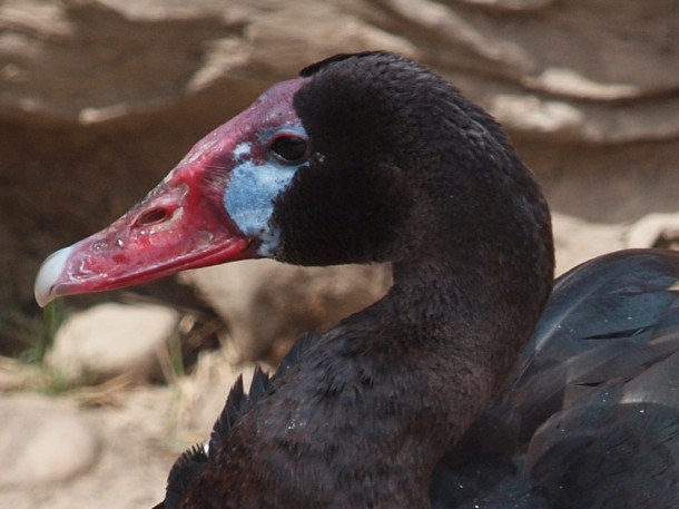 Black Spur-winged Goose