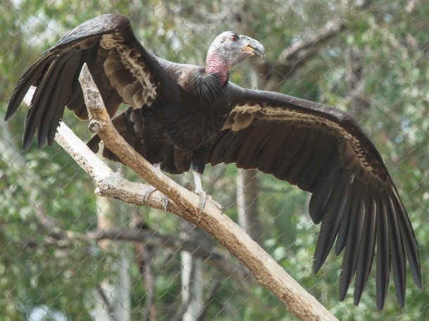 California Condor Getting Ready to Fly