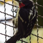Male Black-spotted Barbet