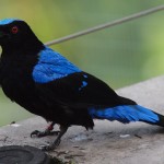 Male Fairy Bluebird