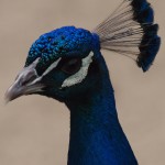 Male Peacock Close-up