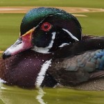 Male Wood Duck Close-up