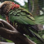 April-25-2012-San-Diego-Zoo-Northern-Hawk-headed-Parrot-Close-up