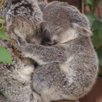 Sleeping Koala and its Mother