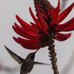 Female Anna’s Hummingbird Drinking Nectar at Base of Red Flower