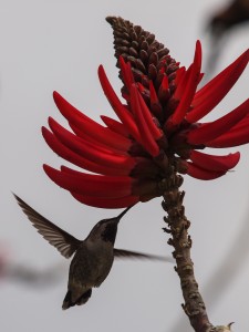 Female Anna's Hummingbird Drinking Nectar at Base of Red Flower