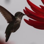 Female Anna’s Hummingbird Drinking Nectar from Red Flower