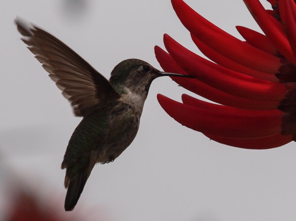Female Anna's Hummingbird Drinking Nectar from Red Flower