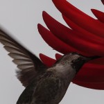 Female Anna’s Hummingbird Drinking Nectar from Red Flower – Close-up