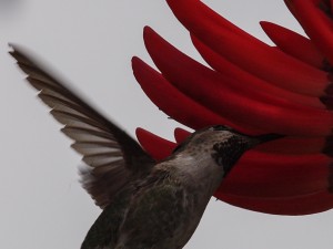Female Anna's Hummingbird Drinking Nectar from Red Flower - Close-up