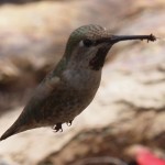 Female Anna’s Hummingbird Sipping Rainwater from Ground #2