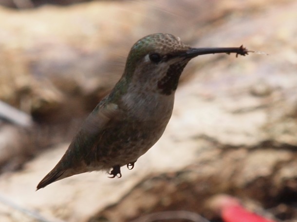 Female Anna's Hummingbird Sipping Rainwater from Ground