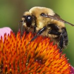 Bee on Echinacea Flower 1