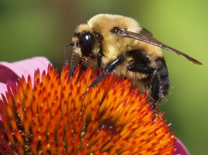 Bee on Echinacea Flower 1