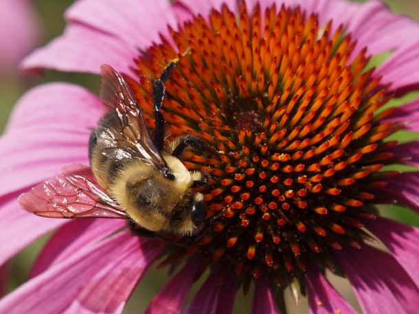 Bee on Echinacea Flower 2