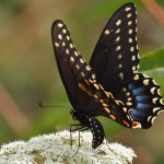 Black Swallowtail Butterfly 2