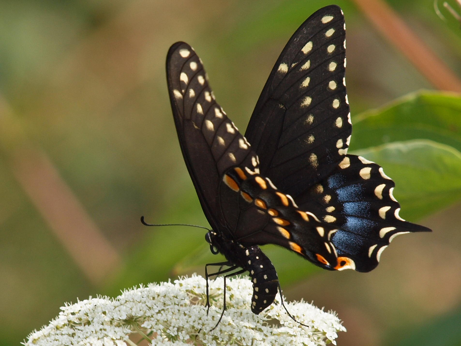 Capt Mondo's Photo Blog » Blog Archive » Trip to Tommy Thompson Park