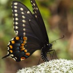 Black Swallowtail Butterfly 1