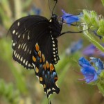 Black Swallowtail Butterfly 3