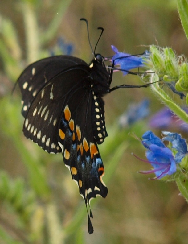 Black Swallowtail Butterfly 3