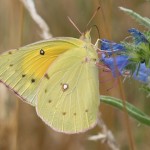 Clouded Sulphur Butterfly 2