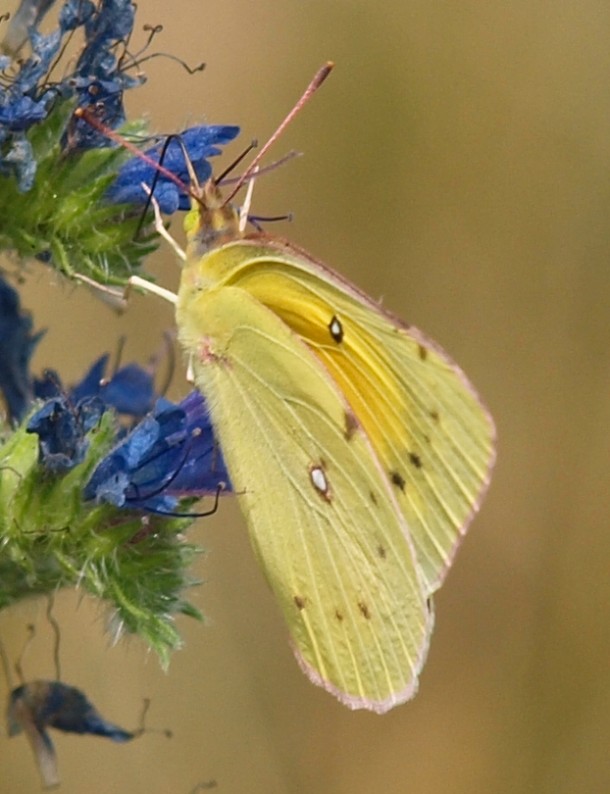 Clouded Sulphur Butterfly 1