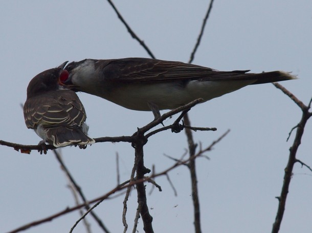 Eastern Kingbird Feeding its Young 2