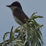Eastern Kingbird on a Leafy Branch