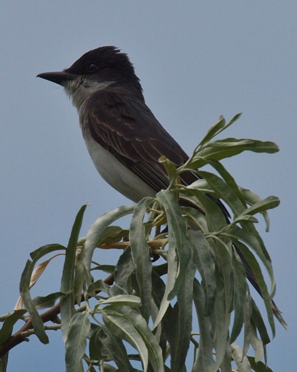 Eastern Kingbird on a Leafy Branch
