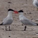 Pair of Arctic Terns Interacting