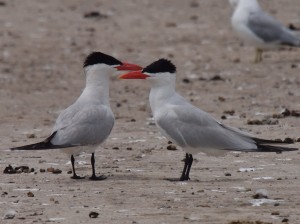 Pair of Arctic Terns Interacting