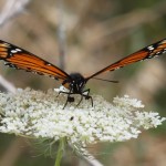 Viceroy Butterfly on Queen Anne’s Lace Flower