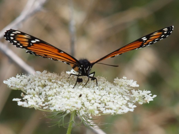 Viceroy Butterfly on Queen Anne's Lace Flower
