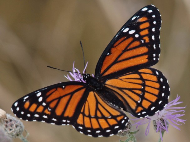 Viceroy Butterfly on a Small Purple Flower 2