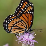 Viceroy Butterfly on a Small Purple Flower 1