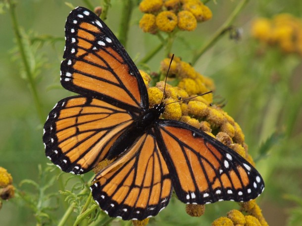 Viceroy Butterfly on a Yellow Flower