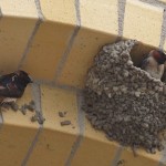 Nesting Swallows 1