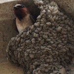 Nesting Swallows 3