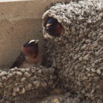 Nesting Swallows 4